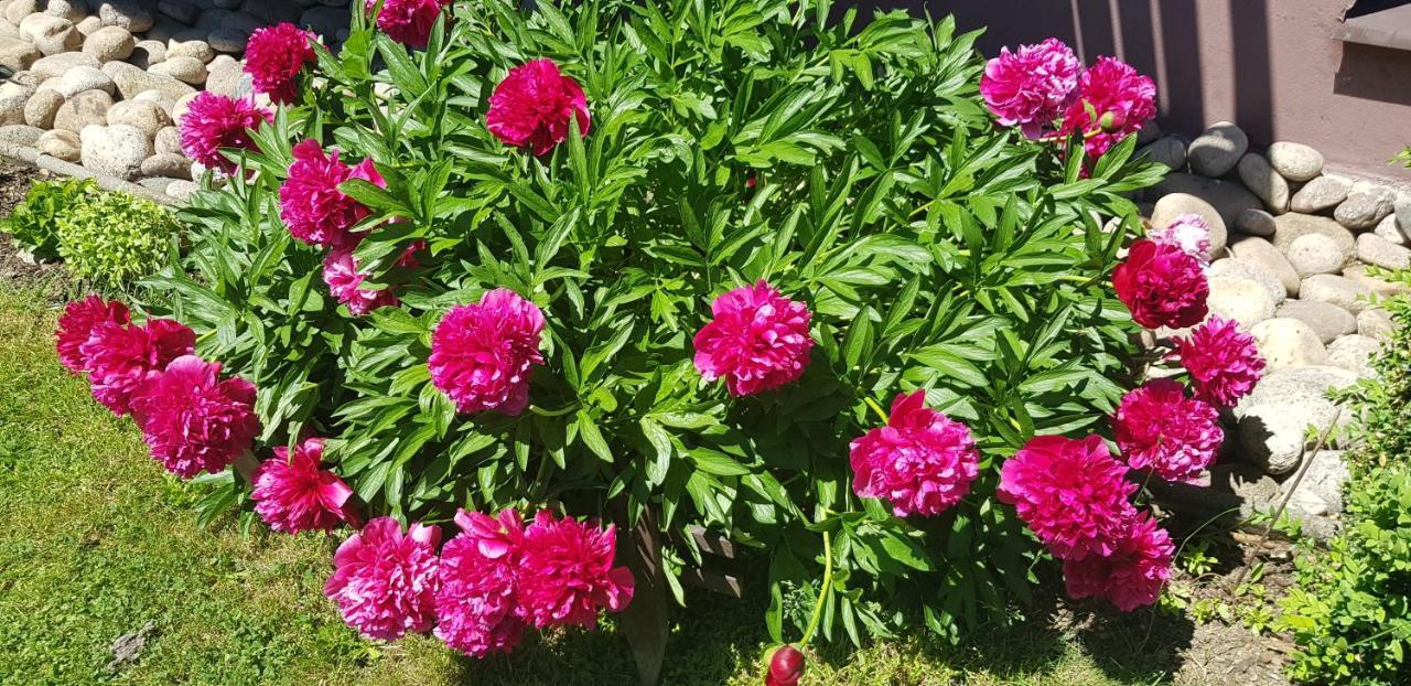 Hotel Penzion Daniela Paseky nad Jizerou Zewnętrze zdjęcie